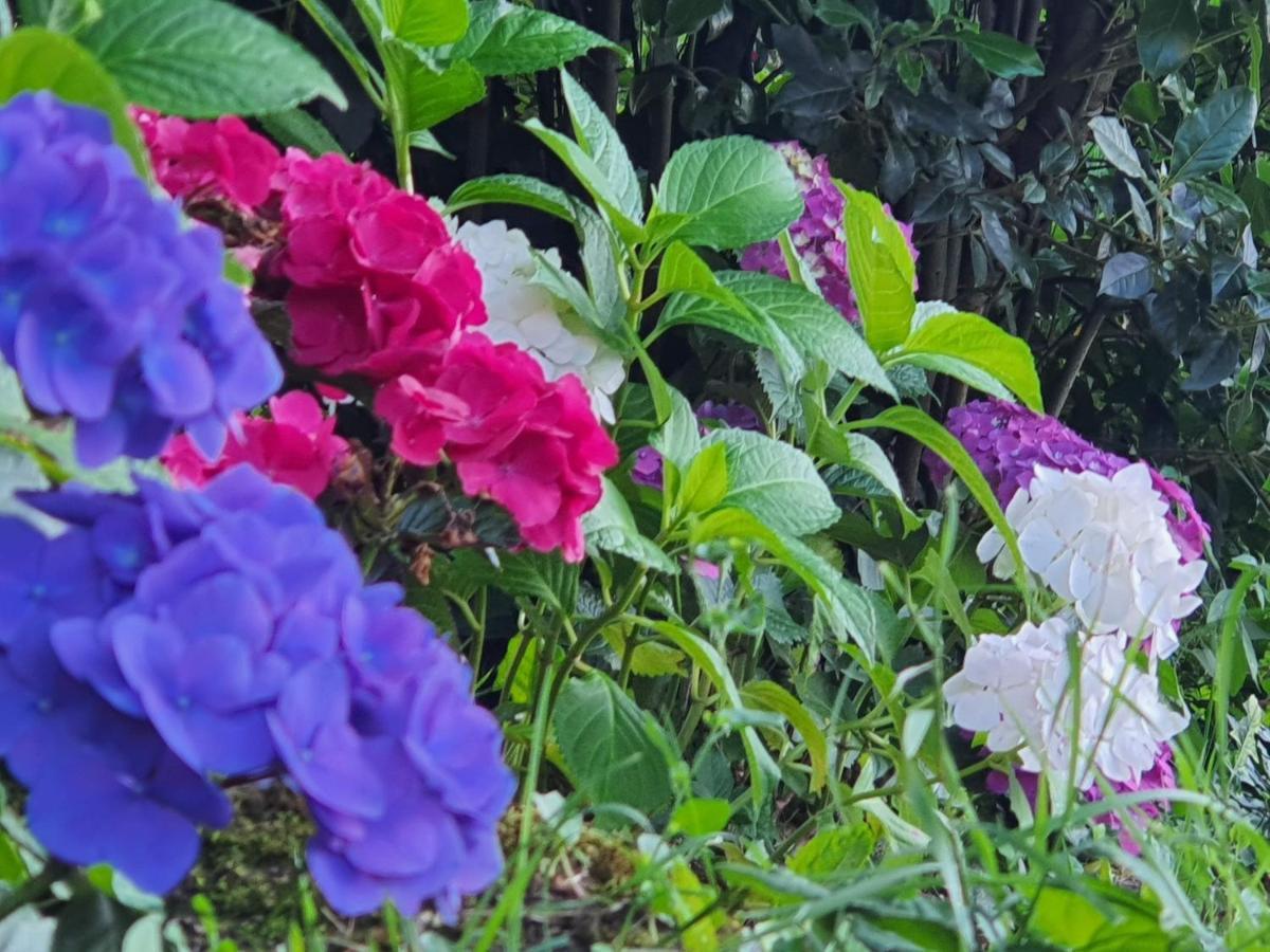 Family Room Garden View