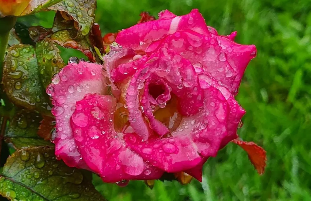 lesroses1680-1