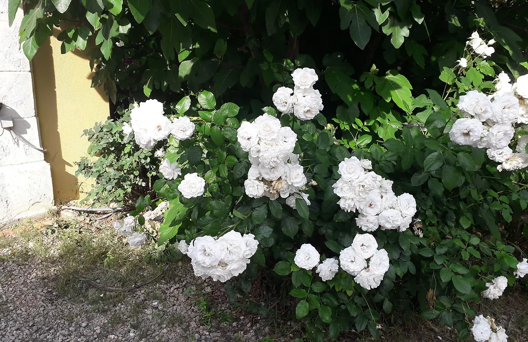 La Villa Provençale-1