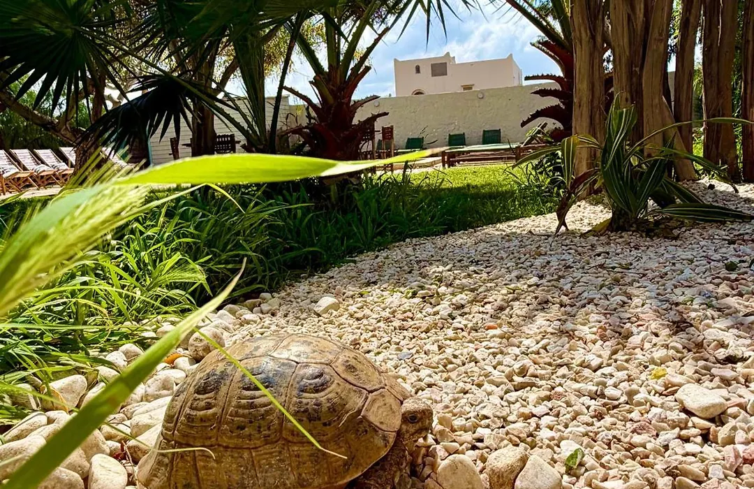 Villa Nour-1