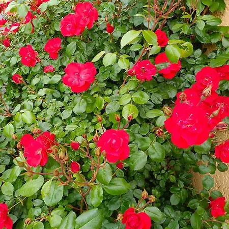 La maison des roses-3