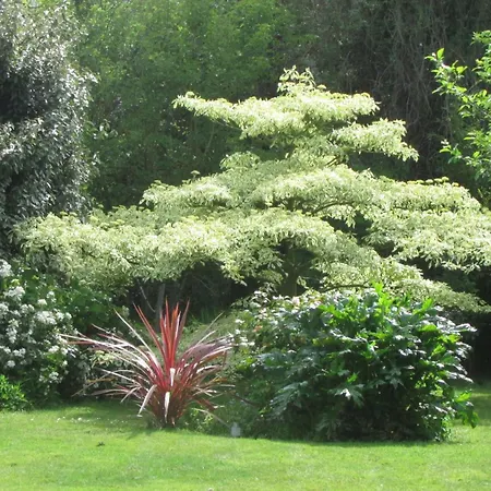 L'Agapanthe-3