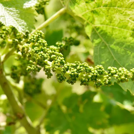 domaine d' Arcalis-3