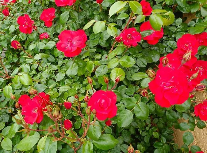 La maison des roses Le Puy-en-Velay