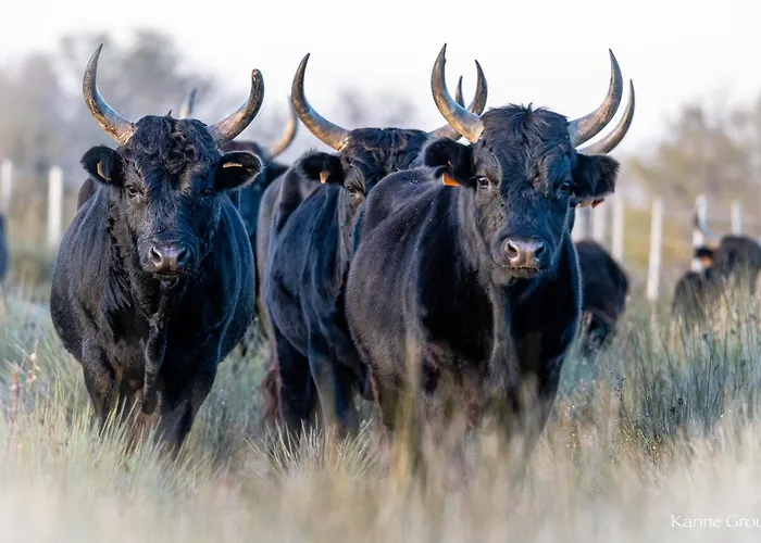 Bed and Breakfast Manade Saint Louis Mas De La Paix à Vauvert