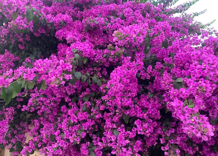 La Maison narbonnaise Narbonne